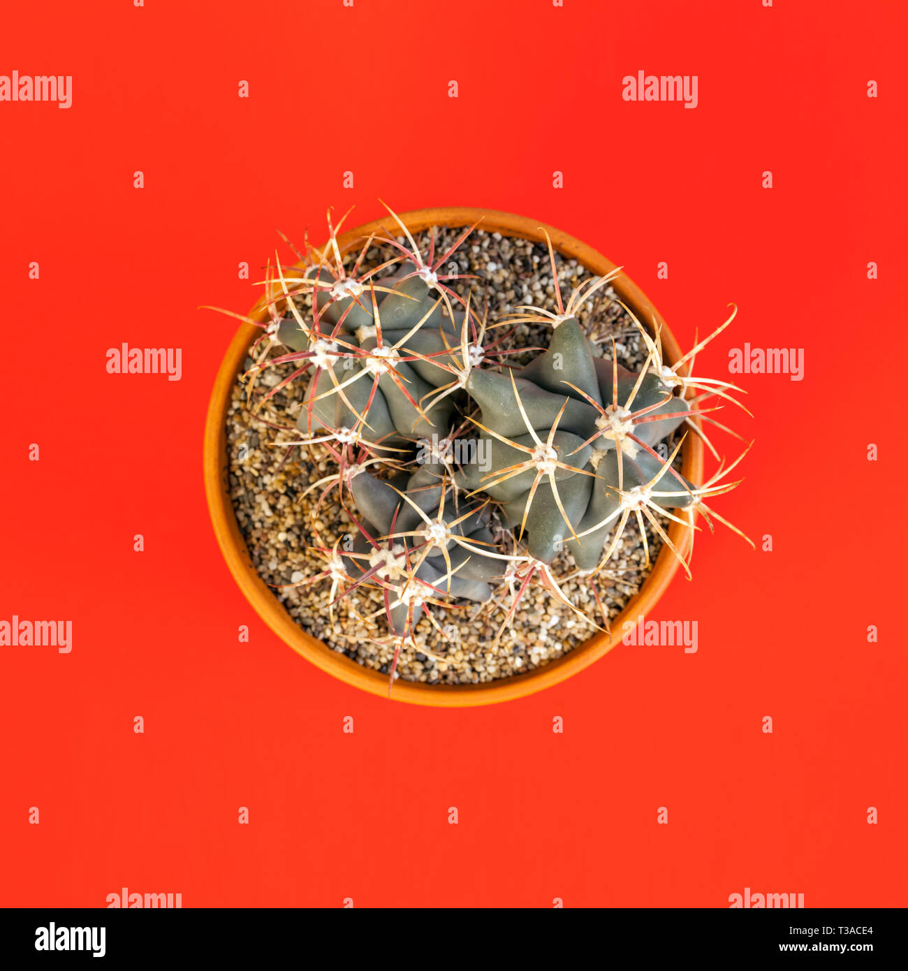Cactus en forme de tonneau vu de dessus. Banque D'Images