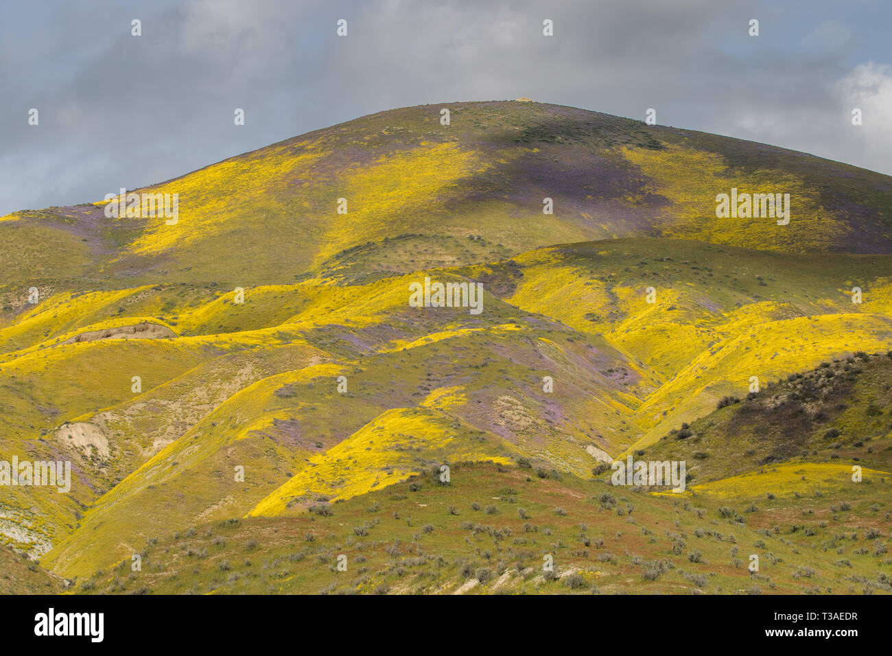 Super floraison de fleurs sauvages californiennes au monument national Carrizo Plains dans le comté de San Luis Obispo, Banque D'Images