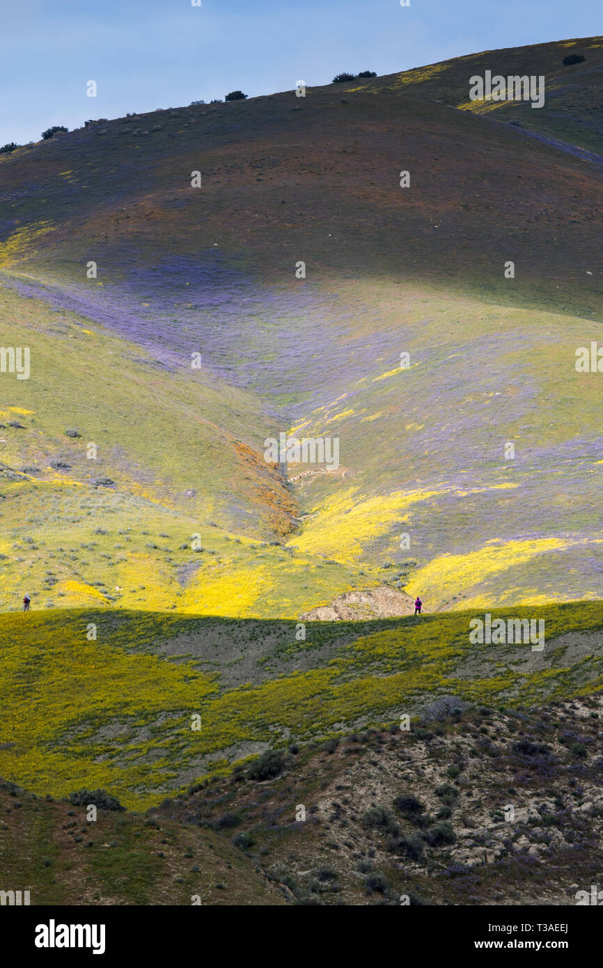 Super floraison de fleurs sauvages californiennes au monument national Carrizo Plains dans le comté de San Luis Obispo, Banque D'Images