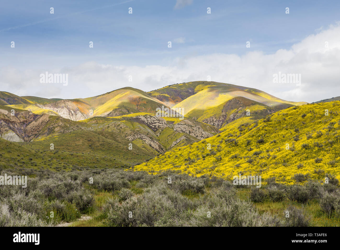 Super floraison de fleurs sauvages californiennes au monument national Carrizo Plains dans le comté de San Luis Obispo, Banque D'Images