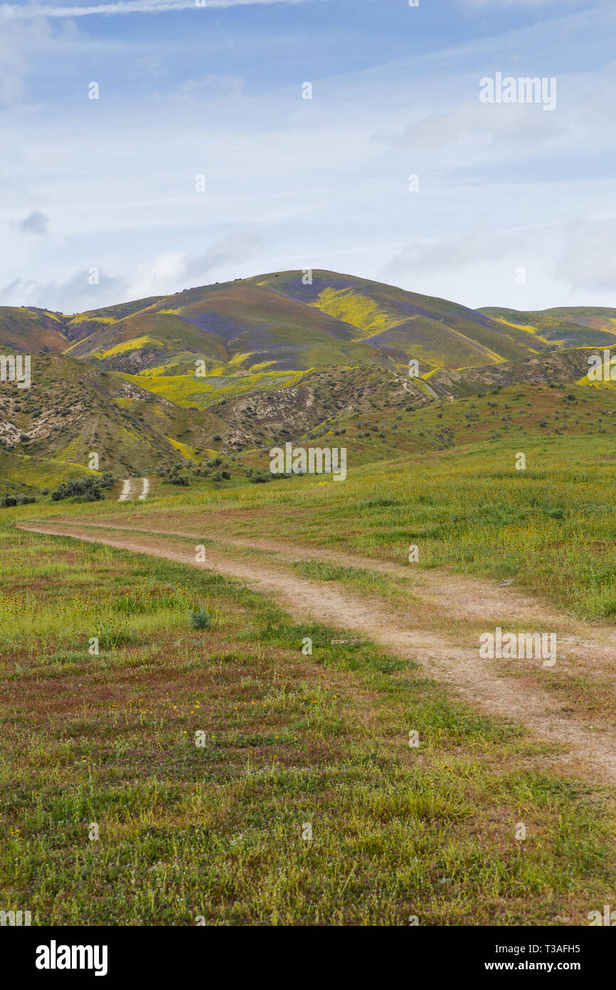 Super floraison de fleurs sauvages californiennes au monument national Carrizo Plains dans le comté de San Luis Obispo, Banque D'Images