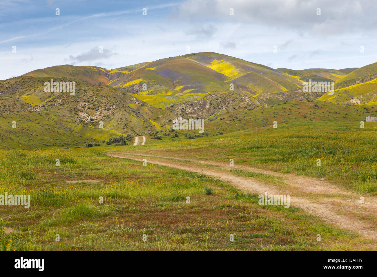 Super floraison de fleurs sauvages californiennes au monument national Carrizo Plains dans le comté de San Luis Obispo, Banque D'Images