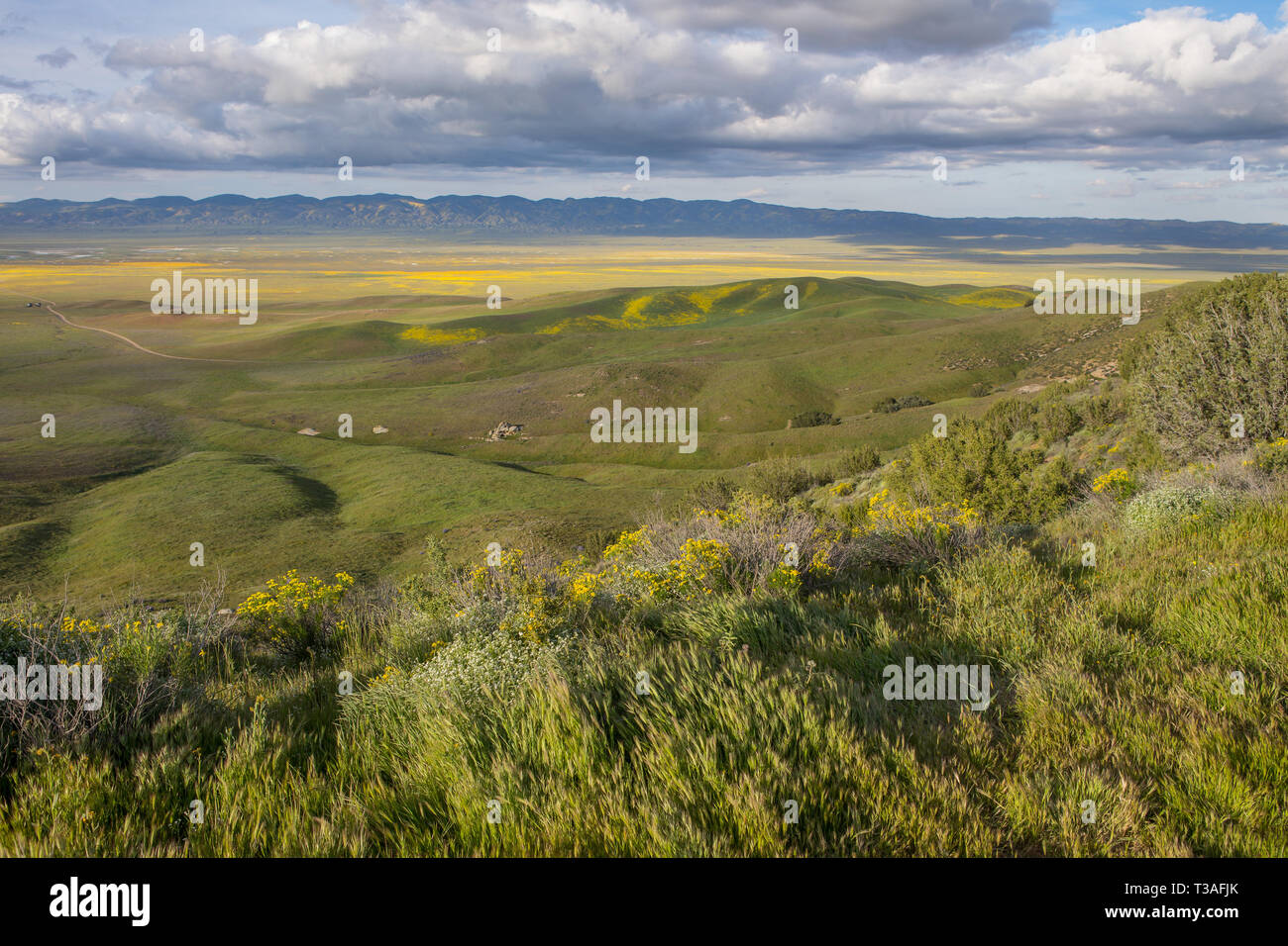 Californie wildflower super fleurissent à Carrizo plain National Monument à San Luis Obispo Comté. à la recherche de la plage jusqu'à la Caliente gamme temblor. Banque D'Images