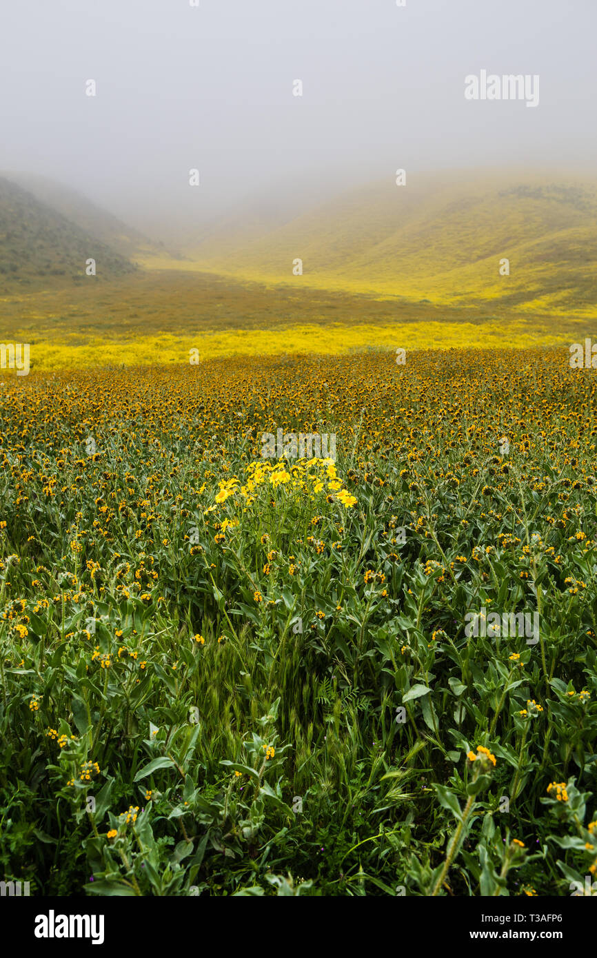 La Californie super fleurs sauvages fleurissent le long de la route de l'autoroute 58 à l'extérieur du Carrizo plain National Monument à San Luis Obispo County, Banque D'Images