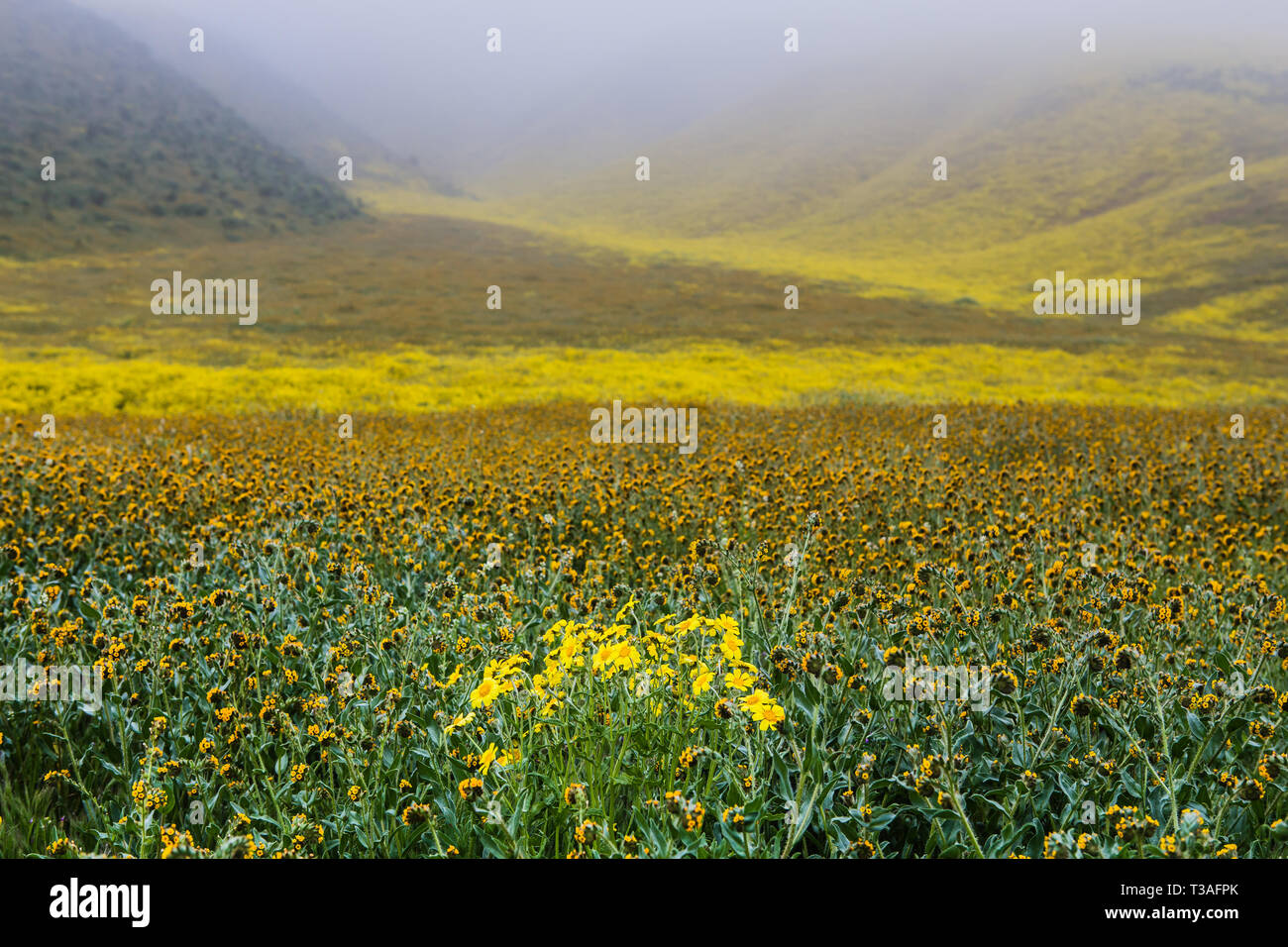 La Californie super fleurs sauvages fleurissent le long de la route de l'autoroute 58 à l'extérieur du Carrizo plain National Monument à San Luis Obispo County, Banque D'Images
