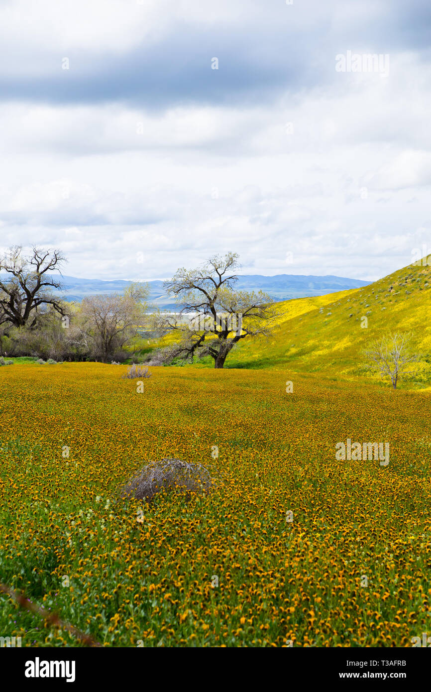 La Californie super fleurs sauvages fleurissent le long de la route de l'autoroute 58 à l'extérieur du Carrizo plain National Monument à San Luis Obispo County, Banque D'Images