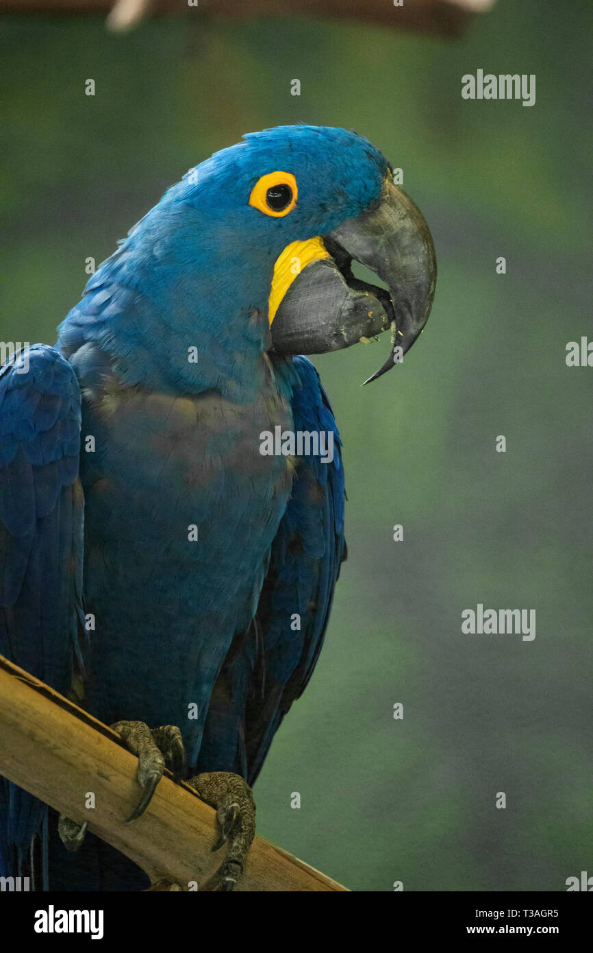 Un portrait d'un Ara hyacinthe (Anodorhynchus hyacinthinus). Banque D'Images