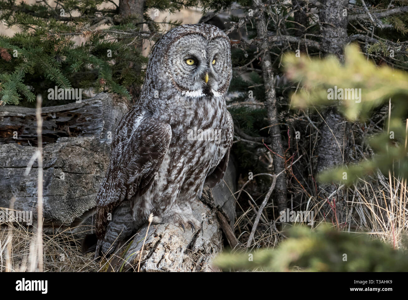 La chouette lapone est le plus grand hibou en Amérique du Nord, bien qu'il n'est pas la plus lourde, qui titre va à l'harfang des neiges. Le grand t est souvent gris Banque D'Images