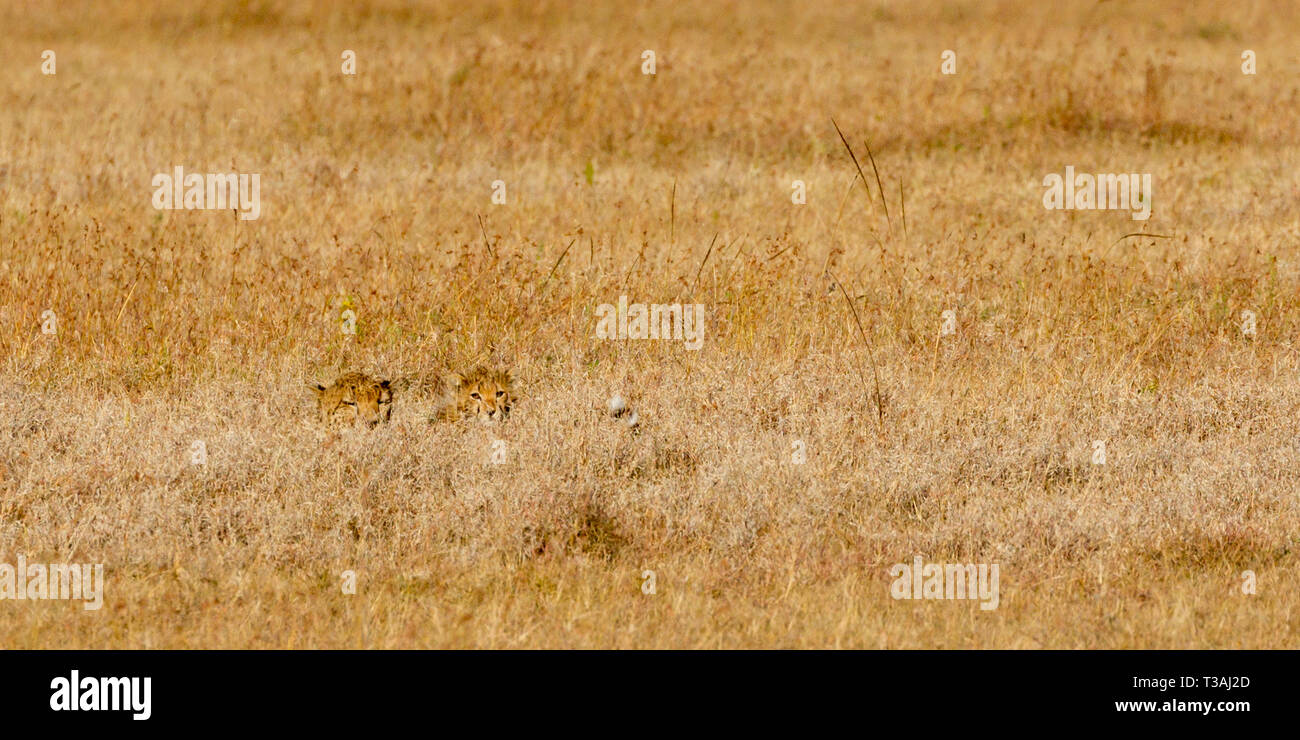 Une femelle adulte et cheetah cub à la fois vers le bas et la partie cachée dans la prairie ouverte, à Ol Pejeta Conservancy, alerte, Laikipia, Kenya, Africa Banque D'Images