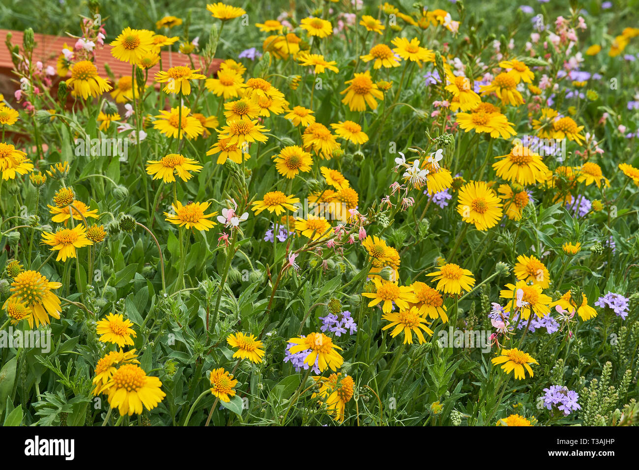 Belle parcelle de nature printemps jaune Sneezweed (Helenium amarum) mélangés avec Papillon Gaura lindheimeri (Oenothera) et violet verveine des Prairies Banque D'Images