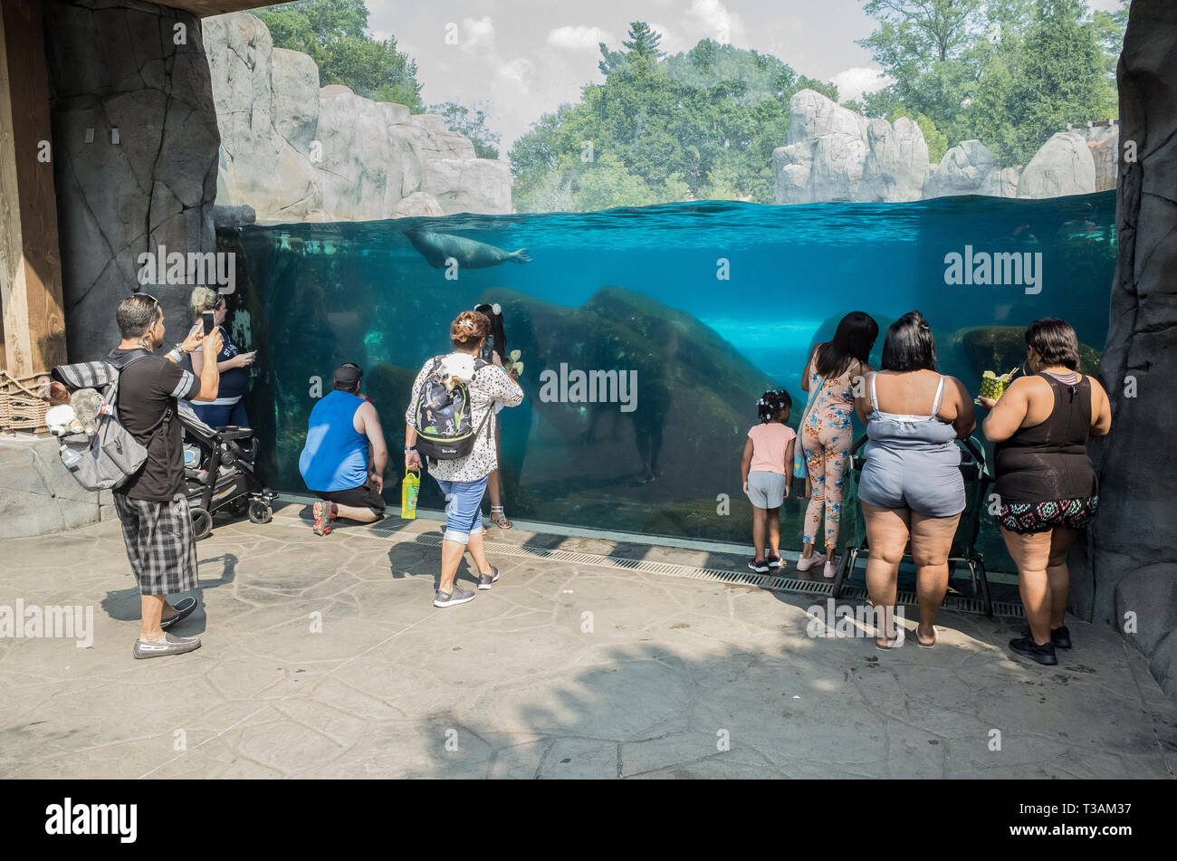 Les visiteurs du zoo de St Louis au Missouri observer les phoques de l'aquarium Banque D'Images