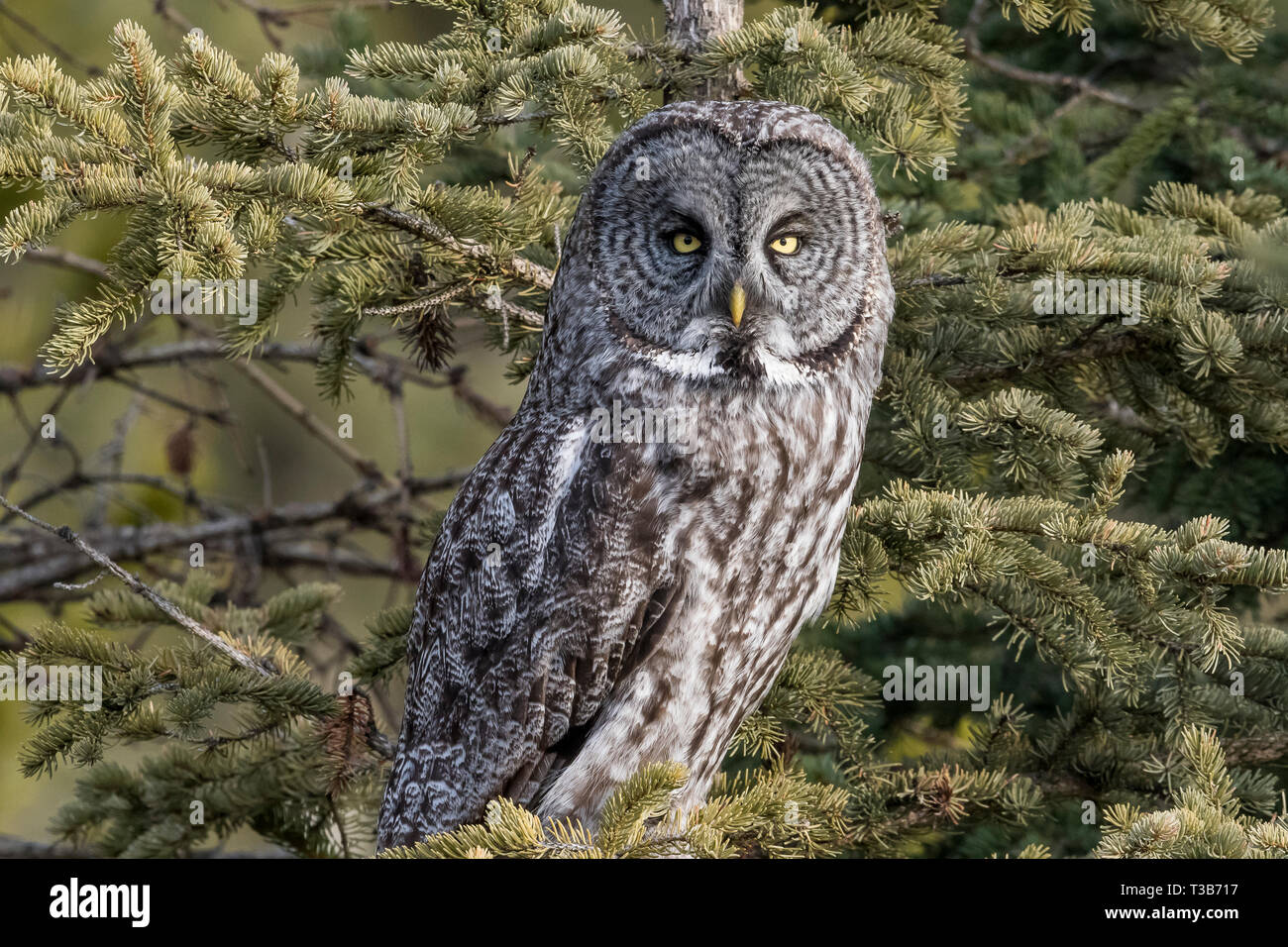 La chouette lapone est le plus grand hibou en Amérique du Nord, bien qu'il n'est pas la plus lourde, qui titre va à l'harfang des neiges. Le grand t est souvent gris Banque D'Images