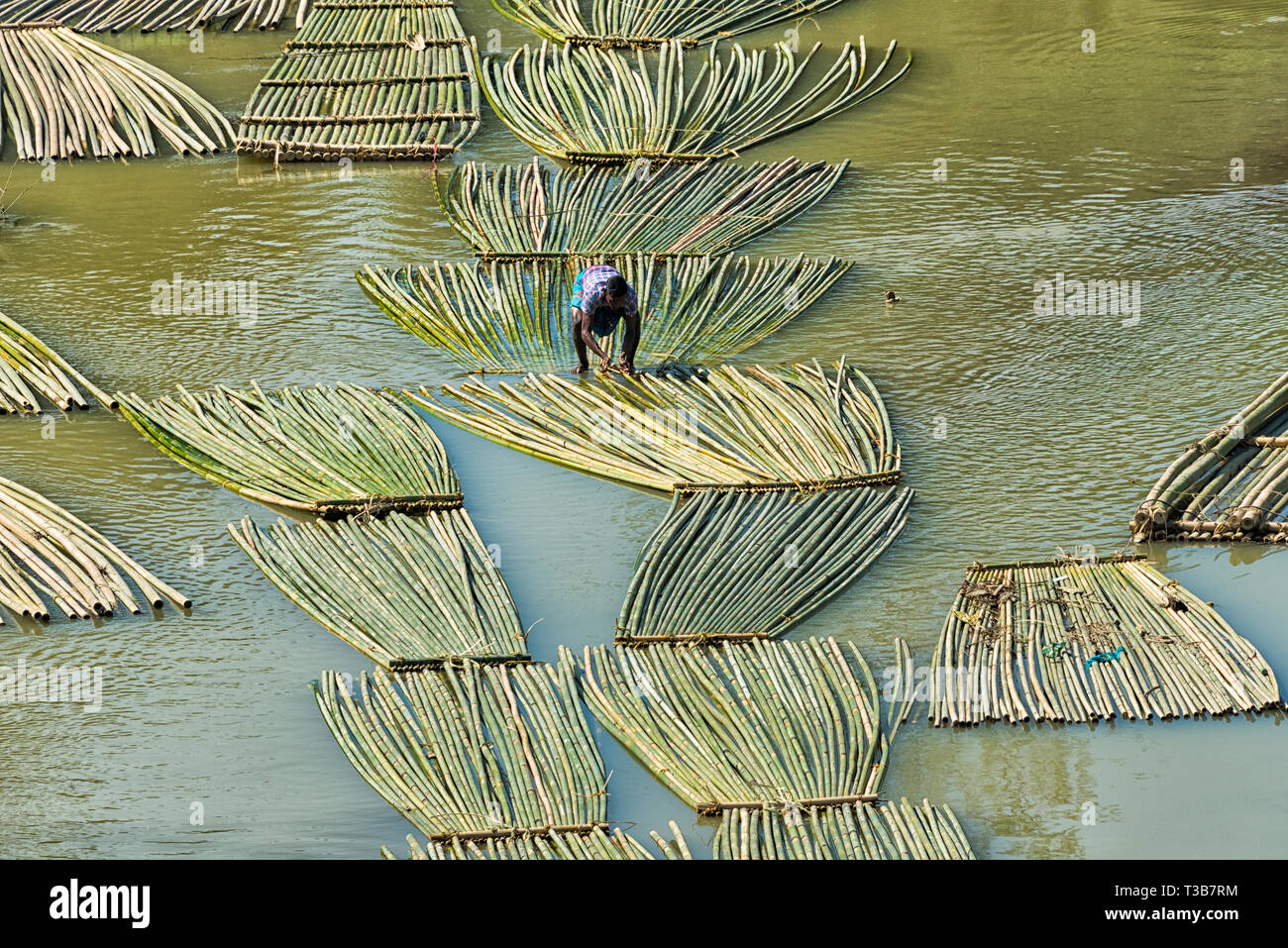 Transport de bois de bambou sur la rivière, Chittagong, la division de Chittagong, Bangladesh Banque D'Images