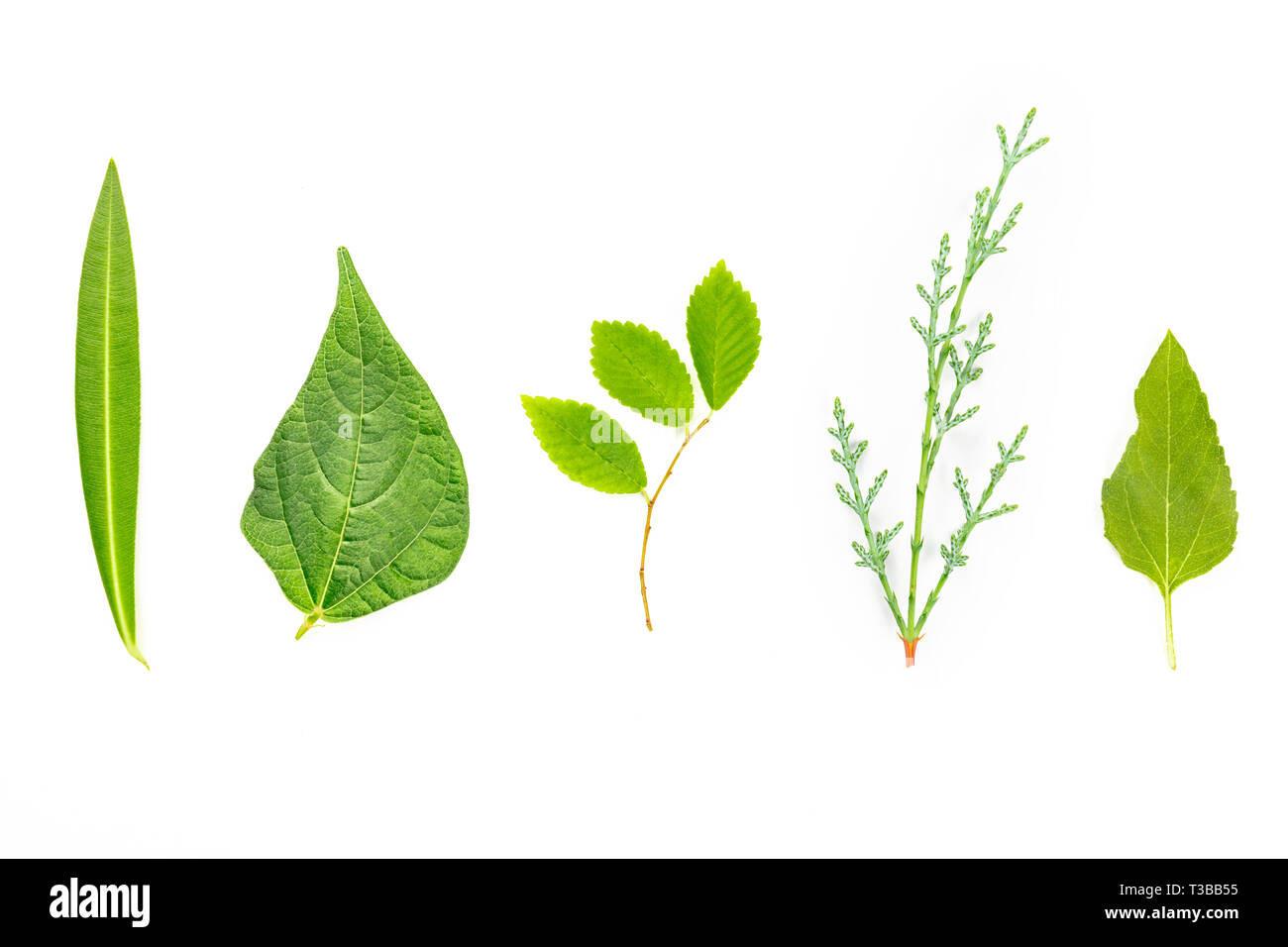 Une photo prise à la verticale d'une variété de feuilles vertes sur fond blanc Banque D'Images