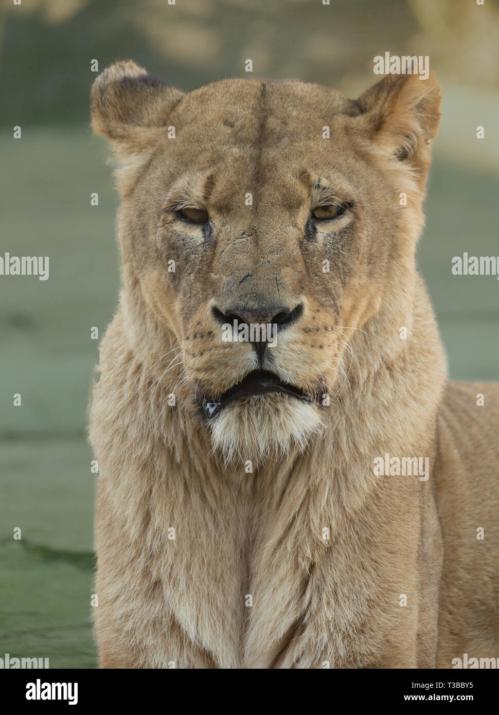 Portrait de lionne, battle scarred face Banque D'Images