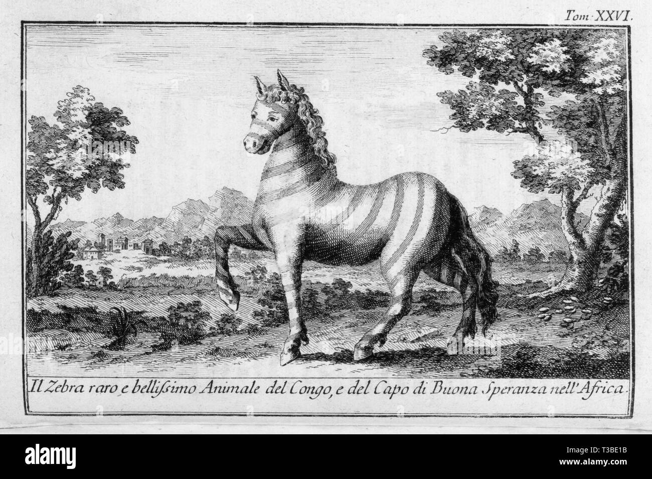 L'illustration, 1766, Zebra Banque D'Images