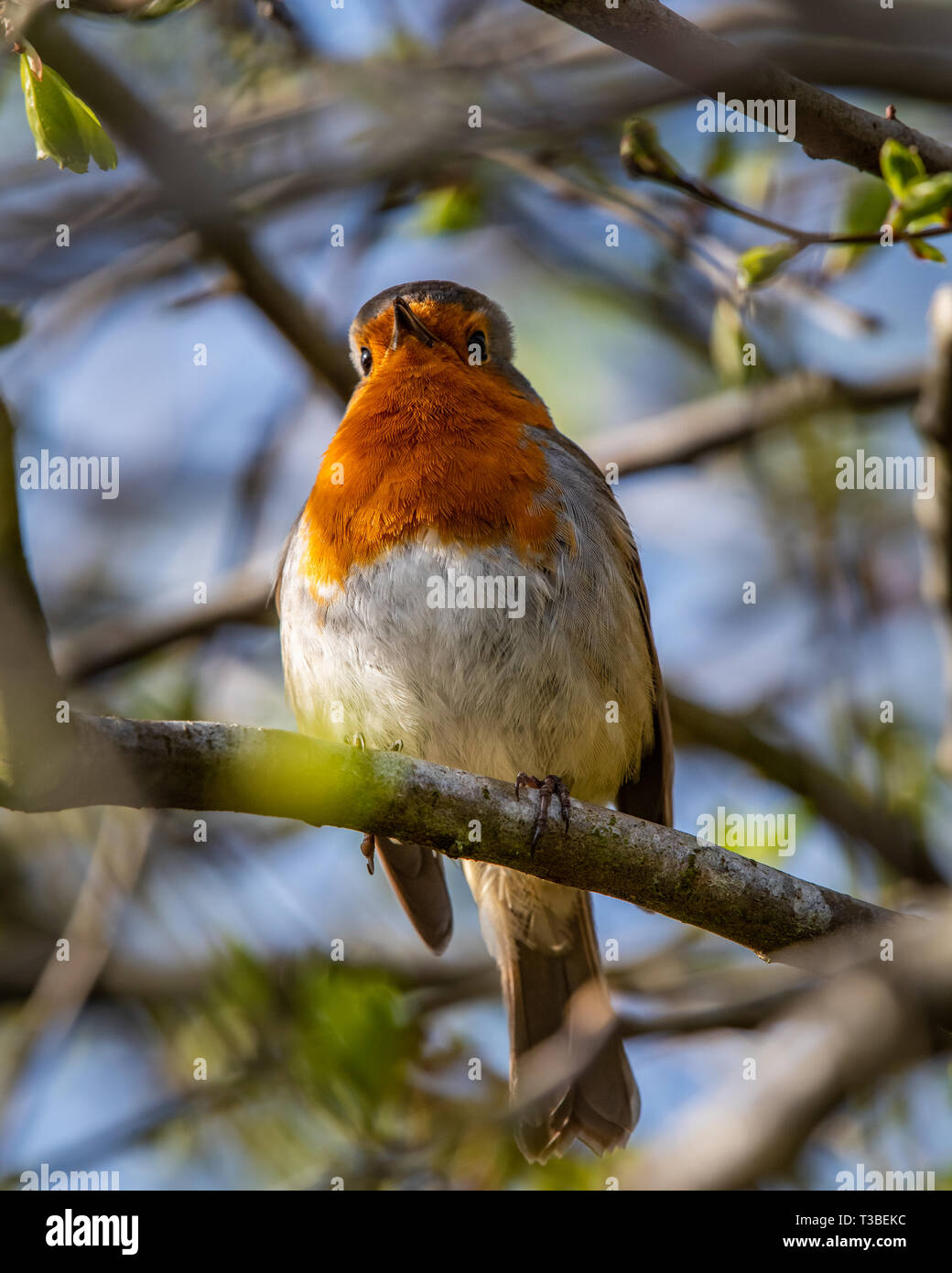 Un merle, erithacus rubecula aux abords, perché sur une branche dans un jardin bush en Ecosse Banque D'Images