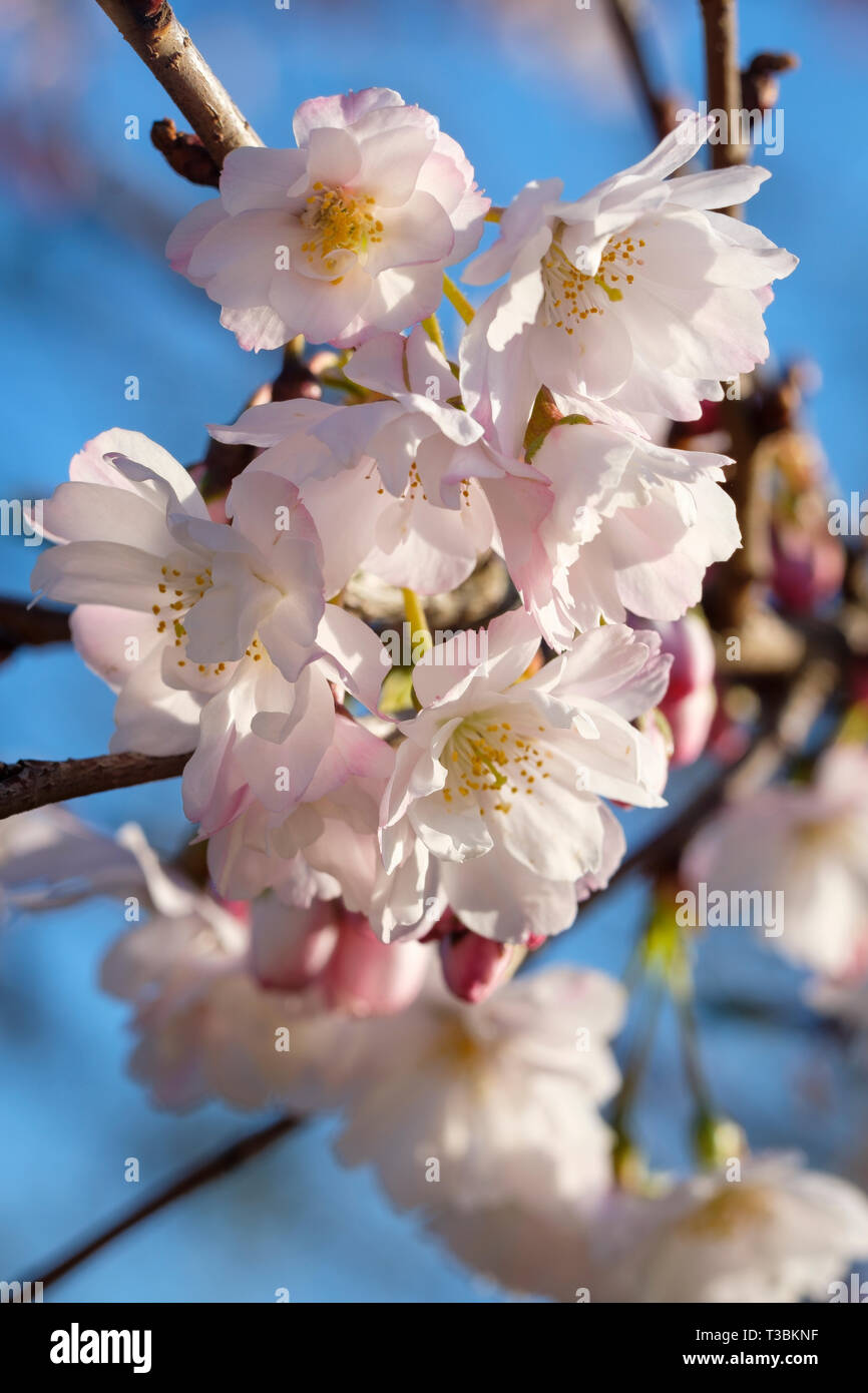 Fleurs de Printemps sur Prunus x subhirtella autumnalis. Banque D'Images