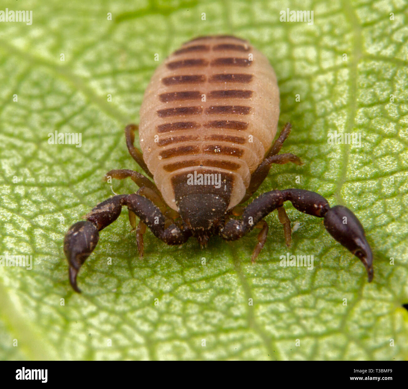 Baby Scorpion Banque D Image Et Photos Alamy