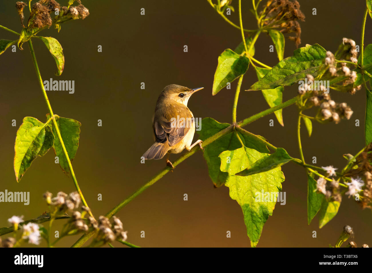 Blyth's warbler Acrocephalus dumetorum, reed, Western Ghats, India. Banque D'Images