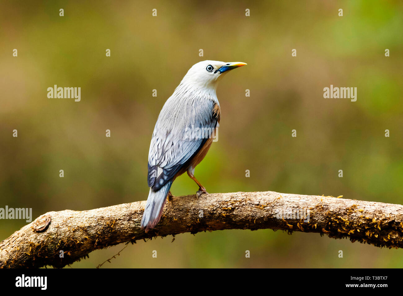 Blyth's starling, Sturnia malabarica, Western Ghats, India. Banque D'Images