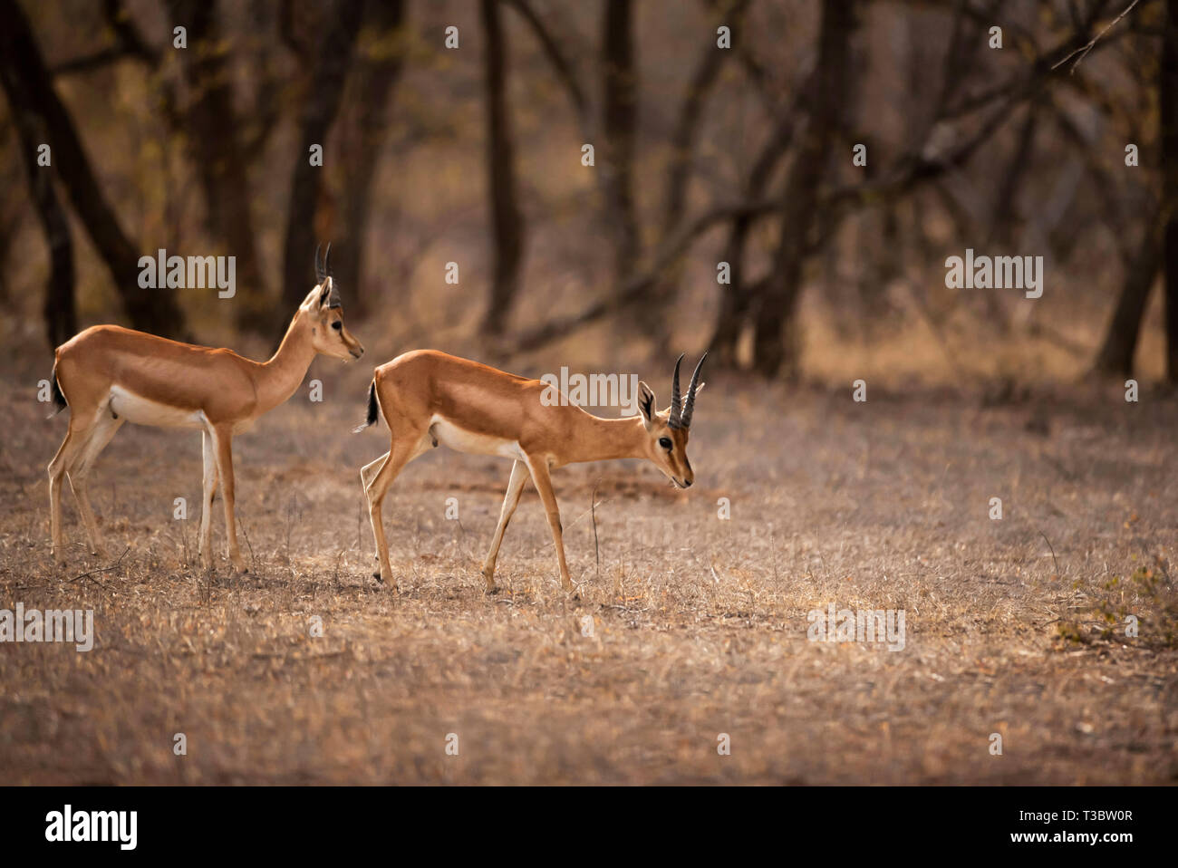 Chinkara, Gazella bennettii également connu sous le nom de gazelle indienne, l'Inde. Banque D'Images