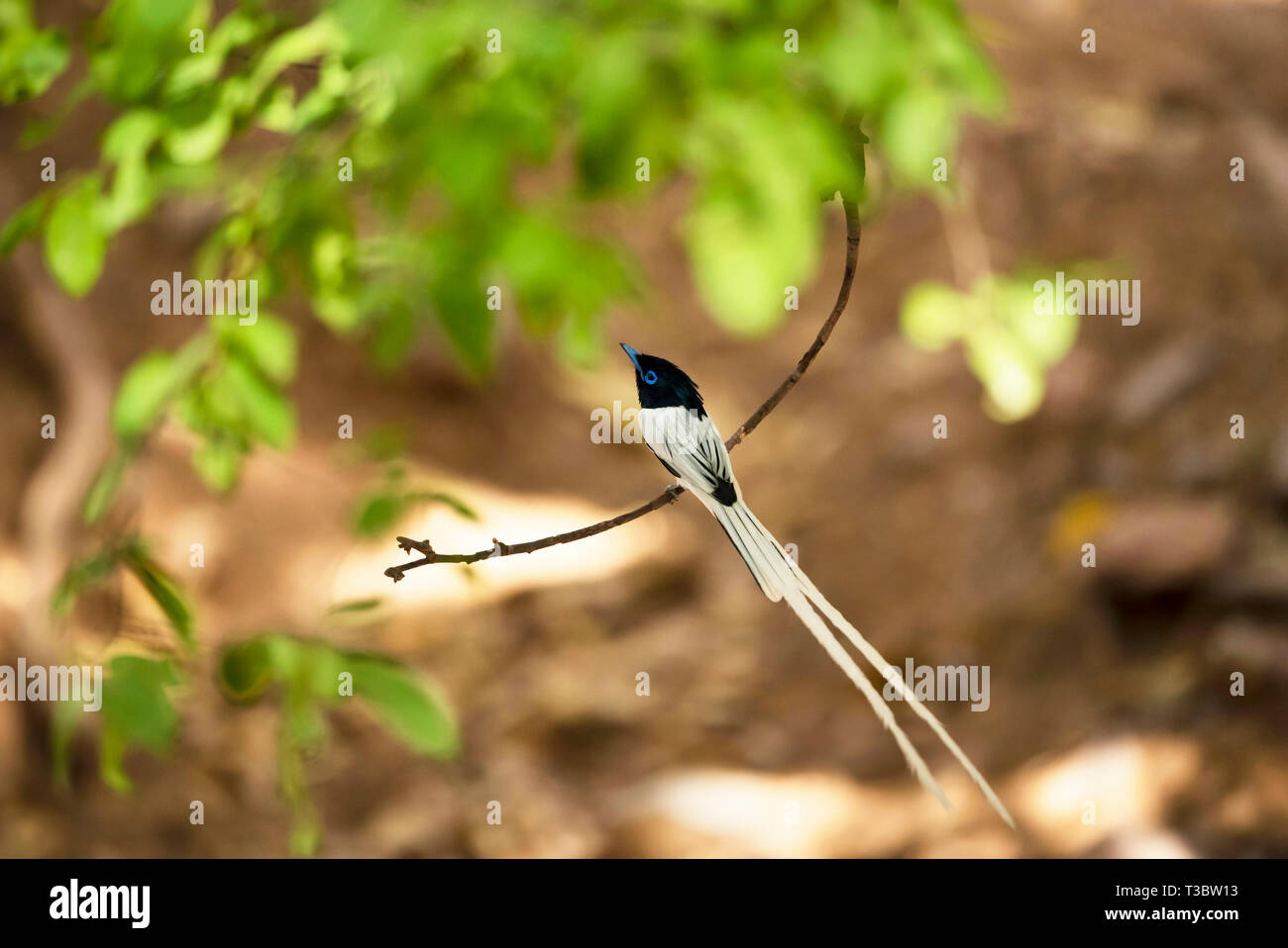 Paradise flycatcher, Terpsiphone paradisi, homme, la Réserve de tigres de Ranthambore, Rajasthan, Inde. Banque D'Images