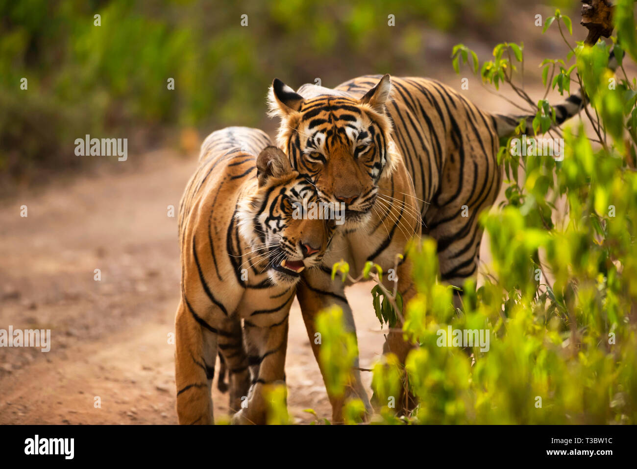 Deux tigres se pelotonnant, Panthera tigris, la Réserve de tigres de Ranthambore, Rajasthan, Inde. Banque D'Images