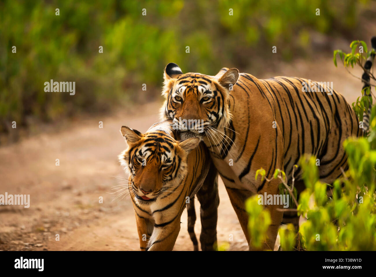 Deux tigres se pelotonnant, Panthera tigris, la Réserve de tigres de Ranthambore, Rajasthan, Inde. Banque D'Images