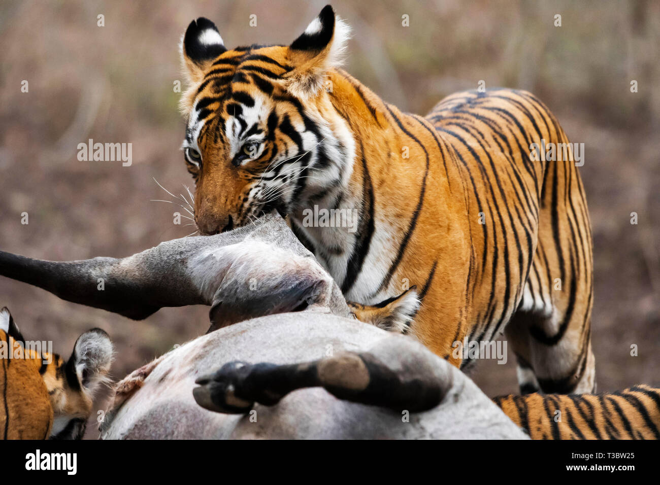 Tigres avec kill, Panthera tigris, la Réserve de tigres de Ranthambore, Rajasthan, Inde. Banque D'Images