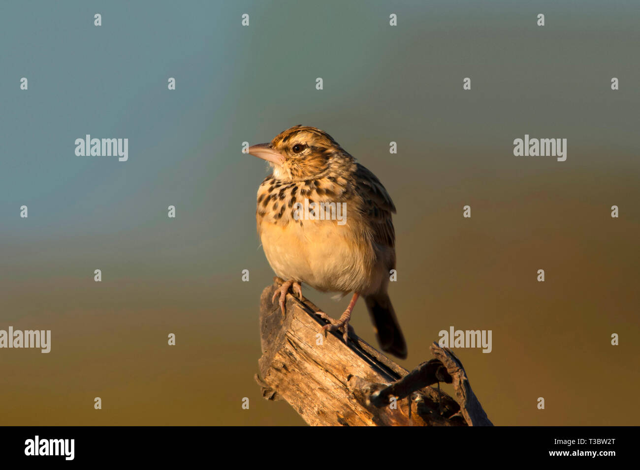 Lark, un petit rez-de-dwelling songbird, Pune, Maharashtra, Inde. Banque D'Images