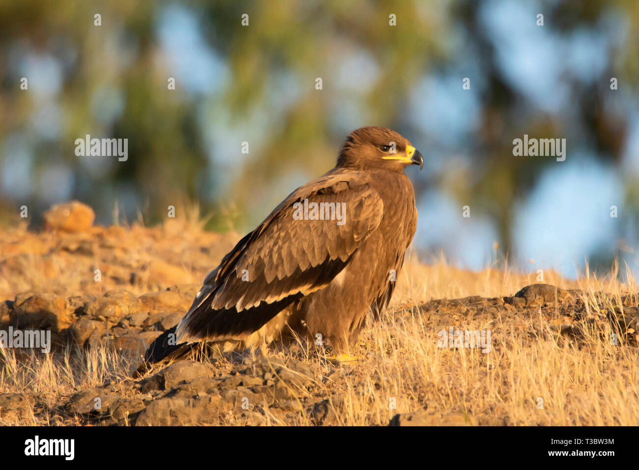 Aigle des steppes Aquila nipalensis,, Pune, Maharashtra, Inde. Banque D'Images