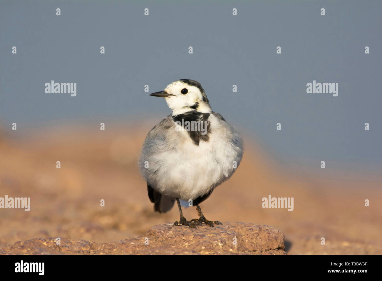 Bergeronnette printanière, Motacilla alba blanc, Pune, Maharashtra, Inde. Banque D'Images