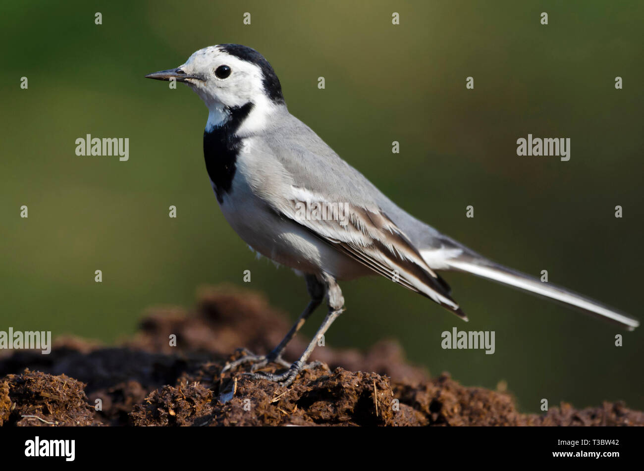 Bergeronnette printanière, Motacilla alba blanc, Pune, Maharashtra, Inde. Banque D'Images