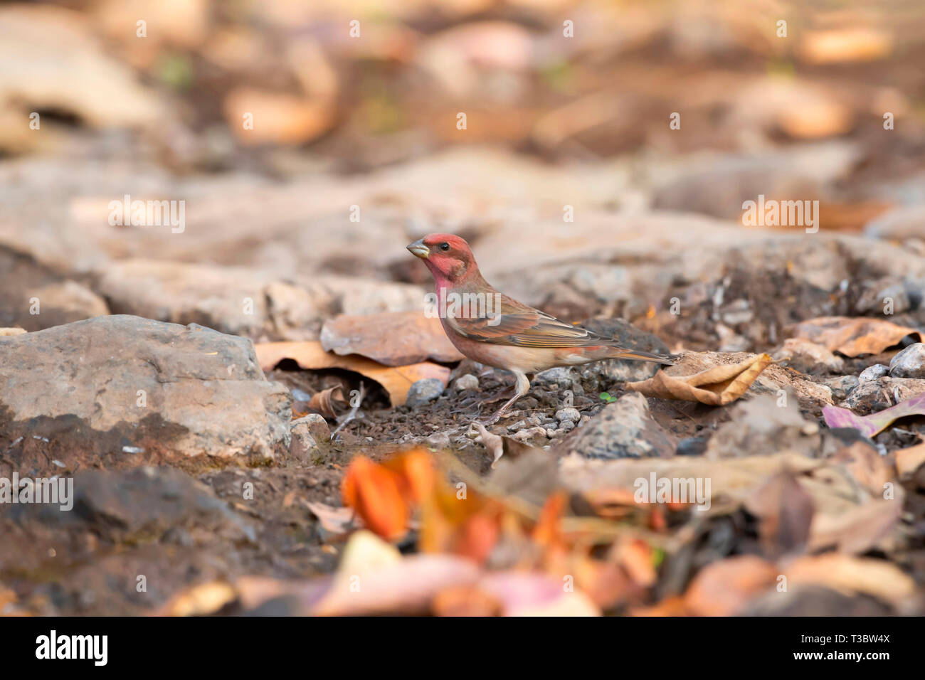 , Carpodacus erythrinus Common rosefinch ou scarlet rosefinch, homme, Pune, Maharashtra, Inde. Banque D'Images