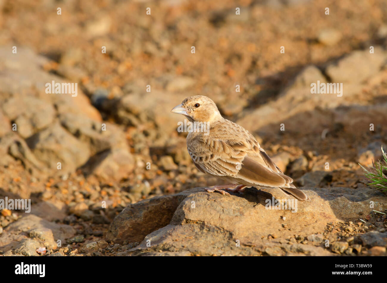 Lark, un petit rez-de-dwelling songbird, Pune, Maharashtra, Inde. Banque D'Images