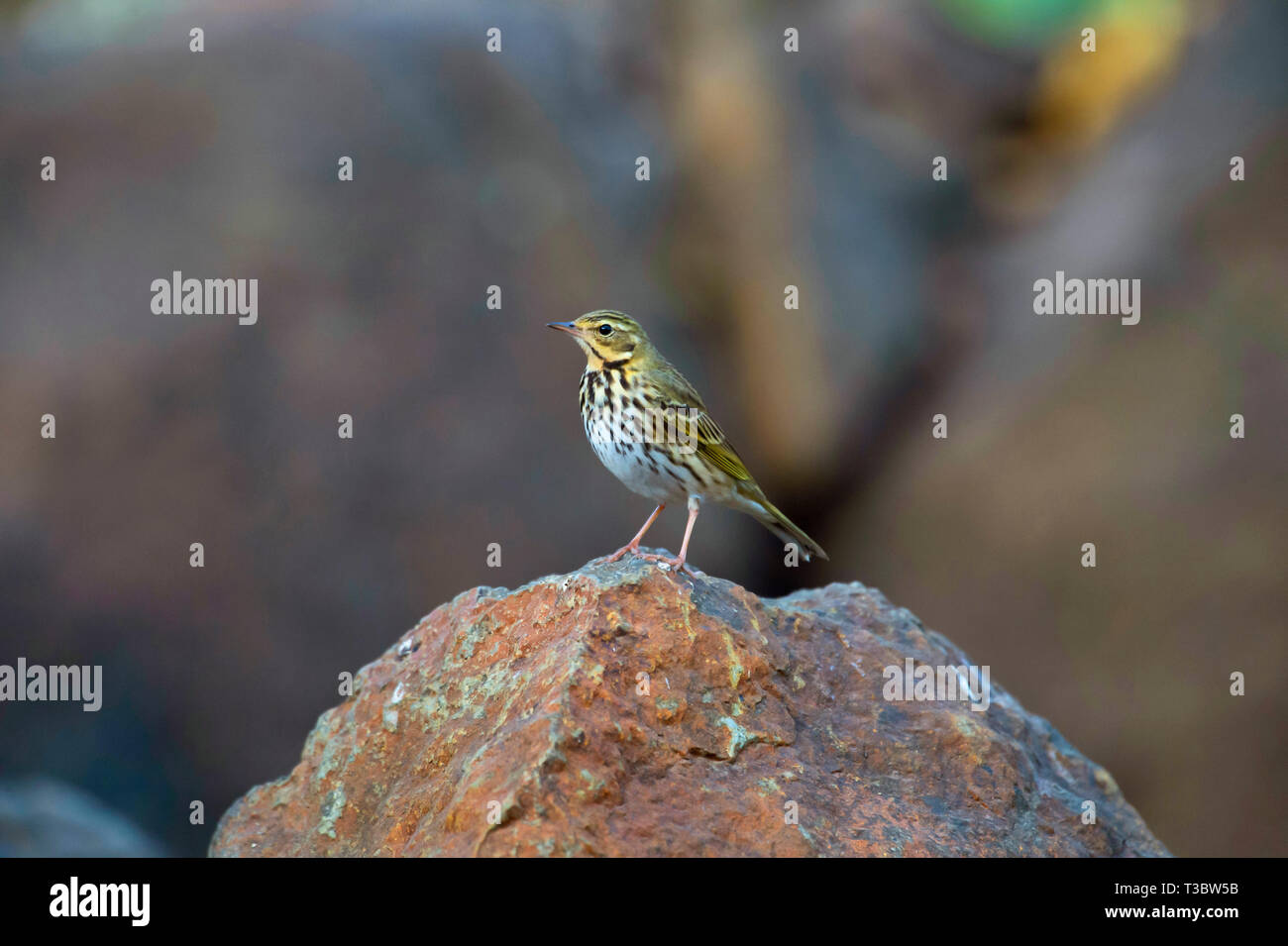 Pipit à dos olive, Anthus hodgsoni, Pune, Maharashtra, Inde. Banque D'Images