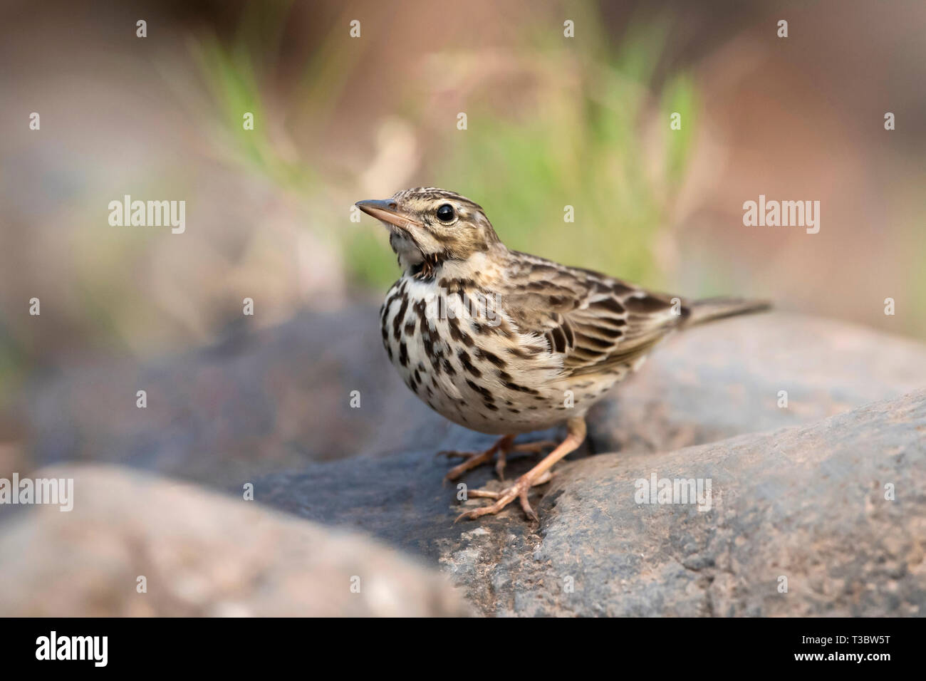 Paddyfield pipit de Sprague ou oriental, Anthus rufulus, Pune, Maharashtra, Inde. Banque D'Images