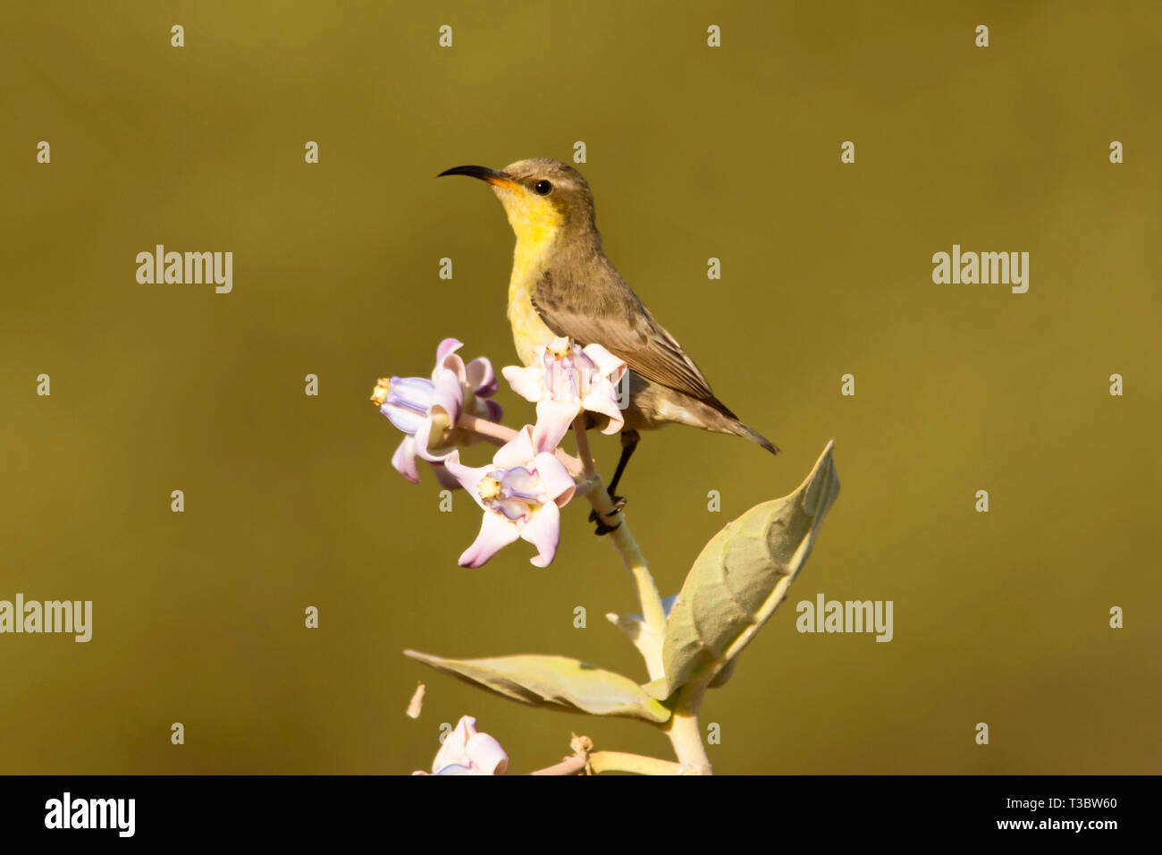 Violet Sunbird, Cinnyris asiaticus, Pune, Maharashtra, Inde. Plumage non reproducteur ou éclipse Banque D'Images