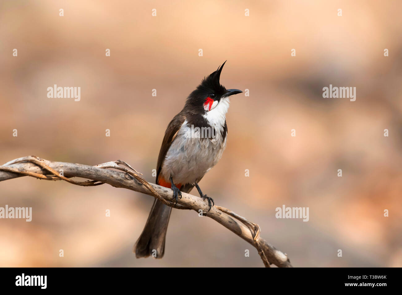 Bulbul moustac-rouge, Pycnonotus jocosus, Pune, Maharashtra, Inde. Banque D'Images