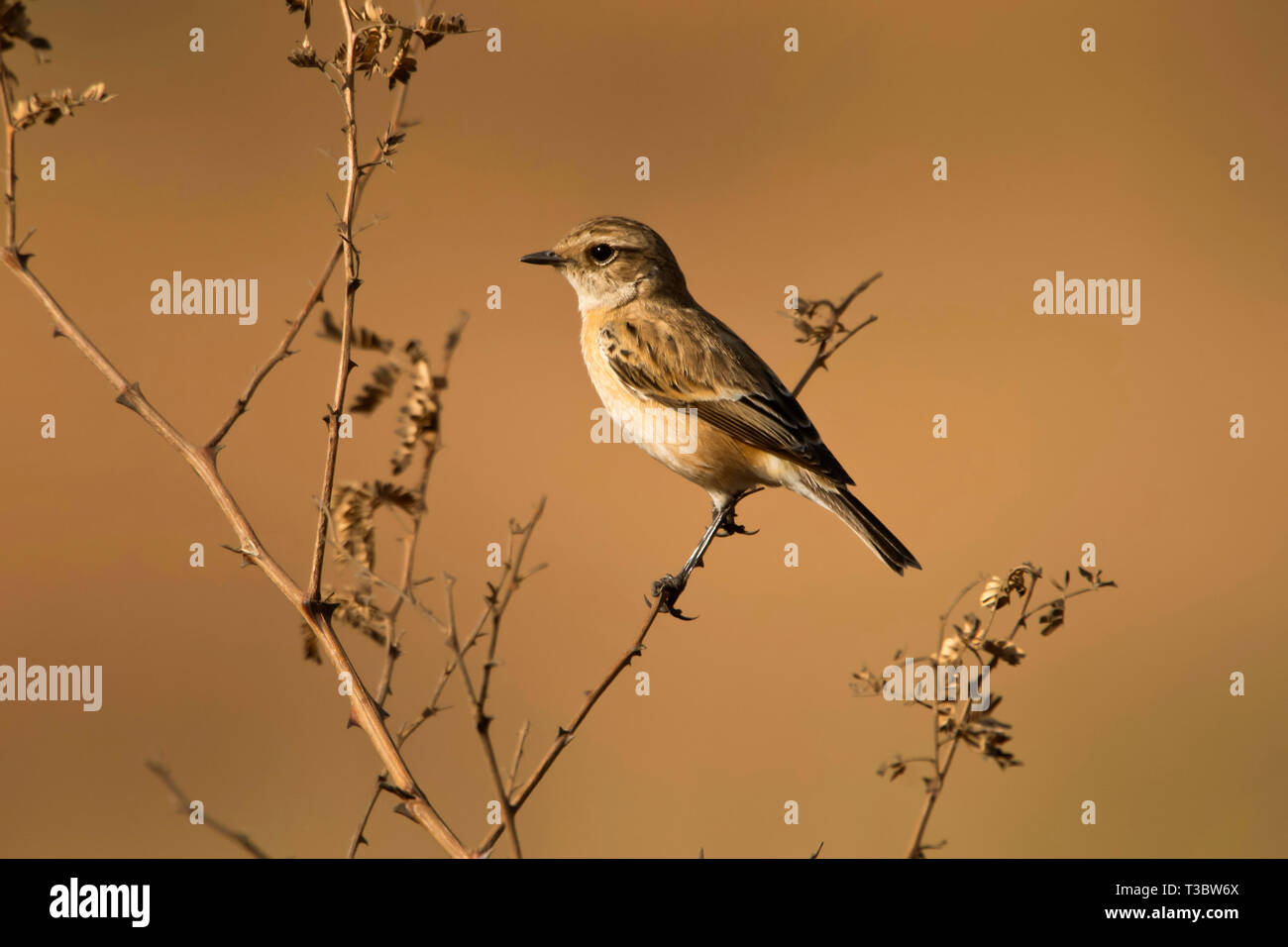 Stonechat sibérien ou asiatique, stonechat Saxicola maurus, Pune, Maharashtra, Inde. Banque D'Images