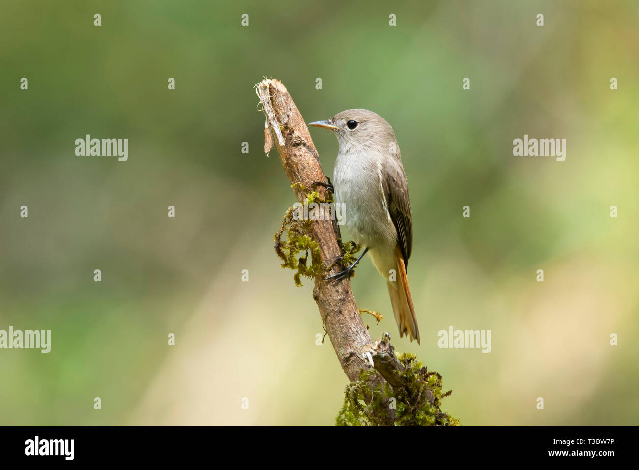 Rusty-tailed flycatcher, Ficedula ruficauda, femme, Western Ghats, India. Banque D'Images