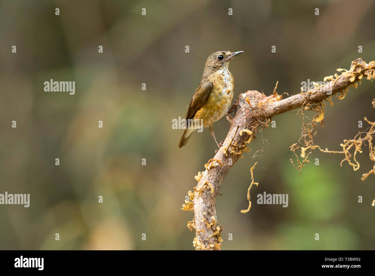 Bleu indien Robin, Larvivora brunnea, femme, Western Ghats, India. Banque D'Images