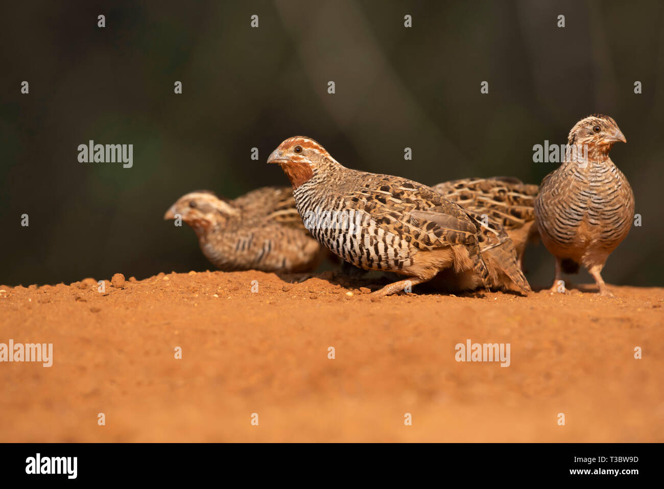 Bush Jungle caille, Perdicula asiatica, Western Ghats, India. Banque D'Images