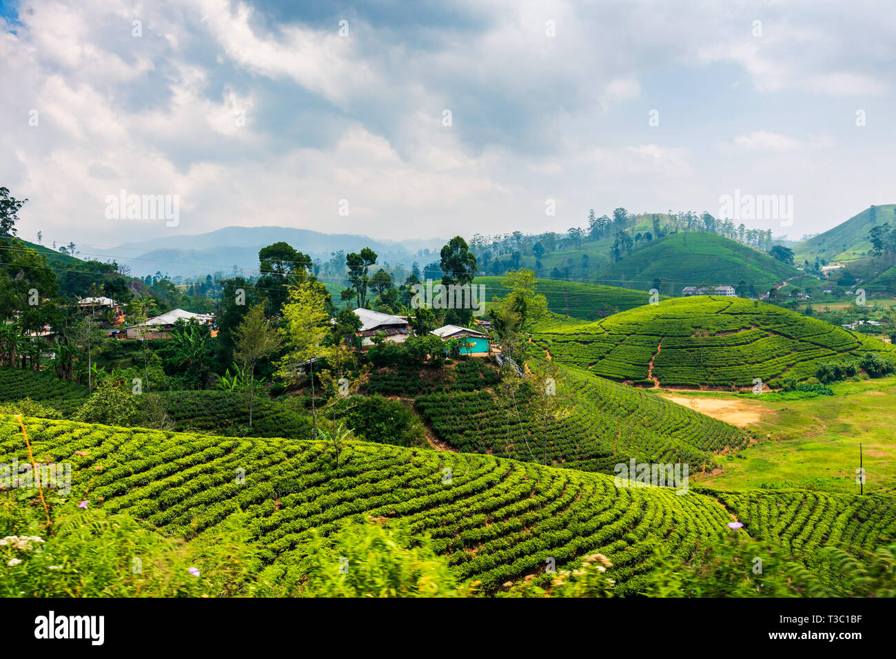Le paysage pittoresque de la plantation de thé au Sri Lanka highlands Banque D'Images