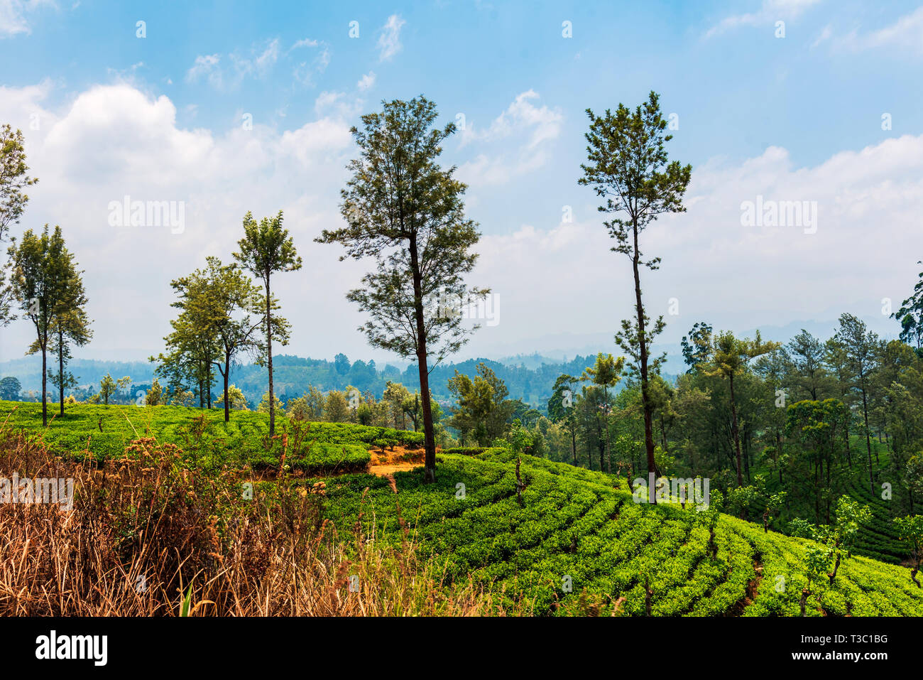 Le paysage pittoresque de la plantation de thé au Sri Lanka highlands Banque D'Images