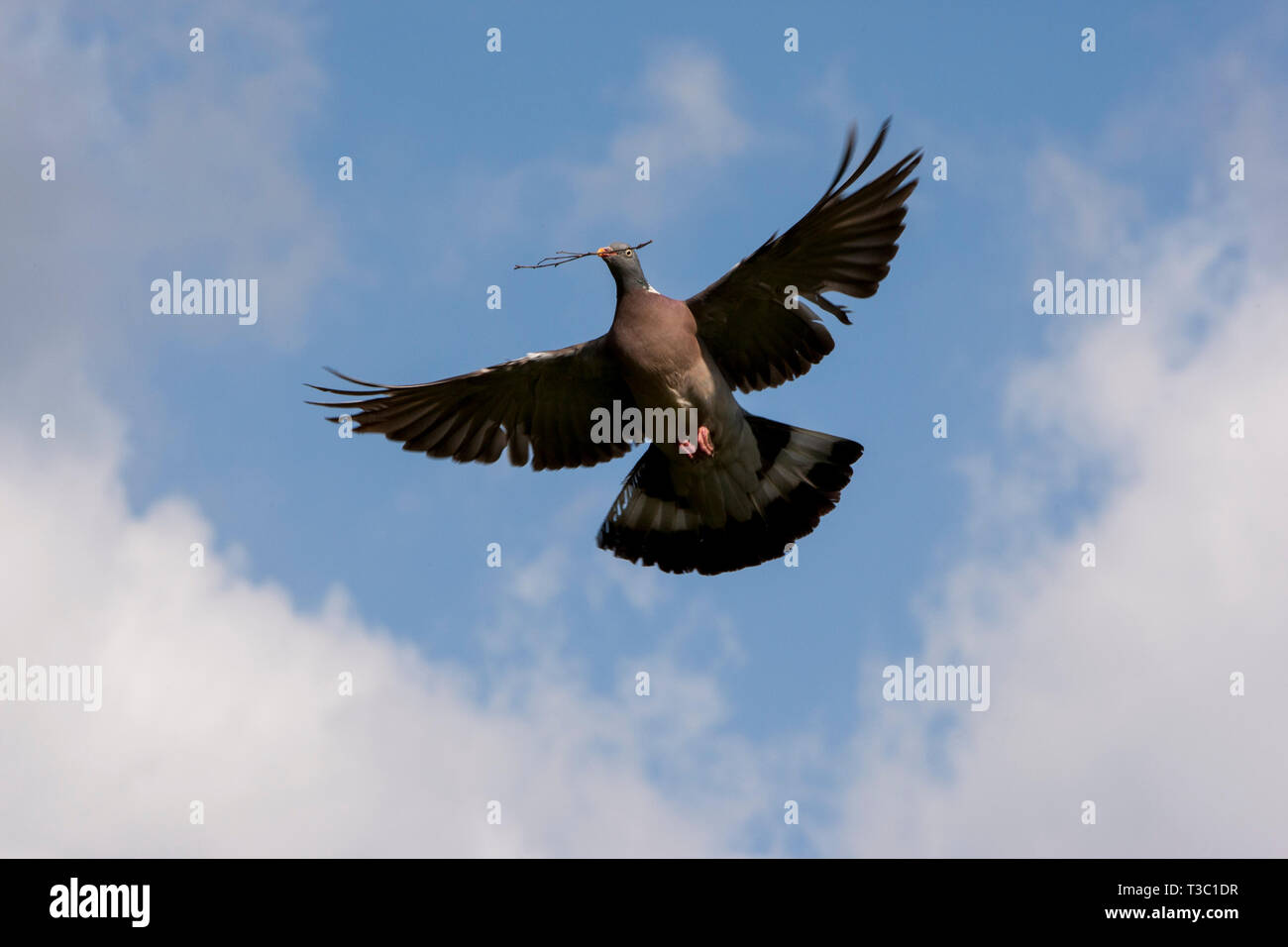 Colombe volant avec brindille dans le bec à propos de construire un nid. Danemark Banque D'Images