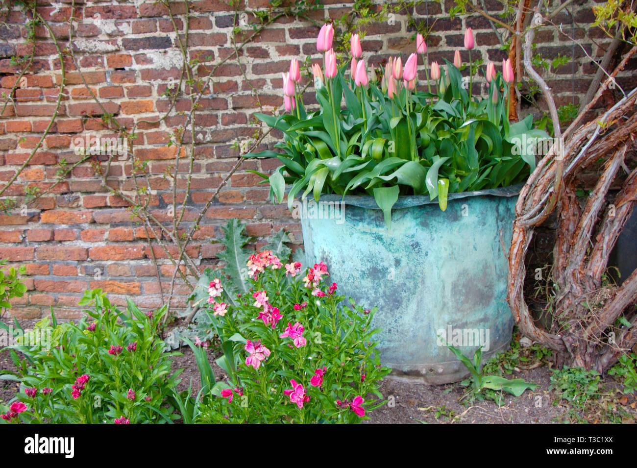 L'arrière d'un vieil anglais maison avec jardin. Signes du printemps. Pot de fleurs avec des muscaris. Banque D'Images