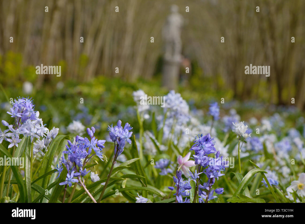 Blue Bells dans un jardin anglais avec une sculpture de marbre en arrière-plan. Signes du printemps. Banque D'Images