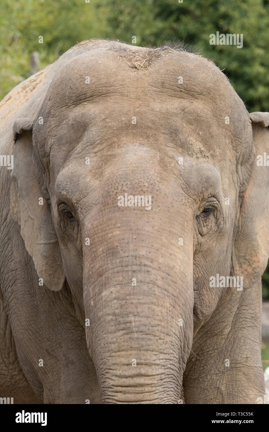 Elephant se reposant dans un zoo en italie Banque D'Images